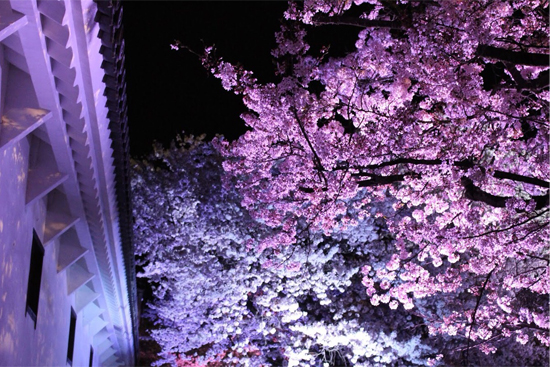姫路城夜桜